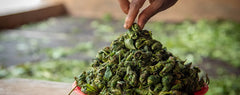 Zomba Pearls - hand rolled White tea