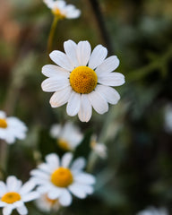 Chamomile Flowers