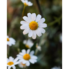 Chamomile Flowers
